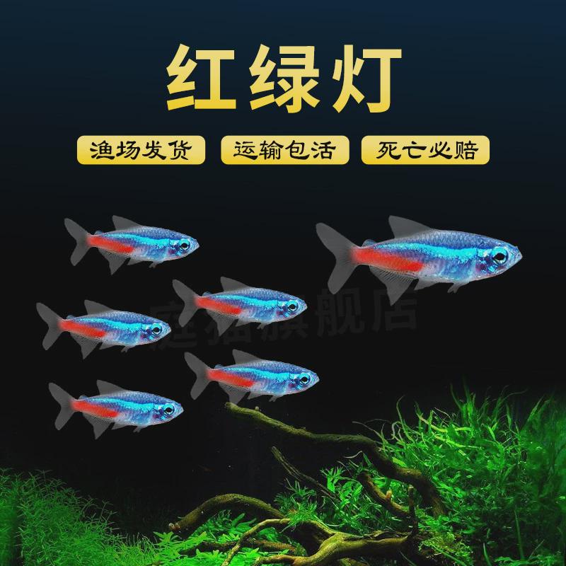 群游好养灯鱼大号红绿灯鱼宠物鱼草缸水族馆观赏鱼小型淡水热带鱼