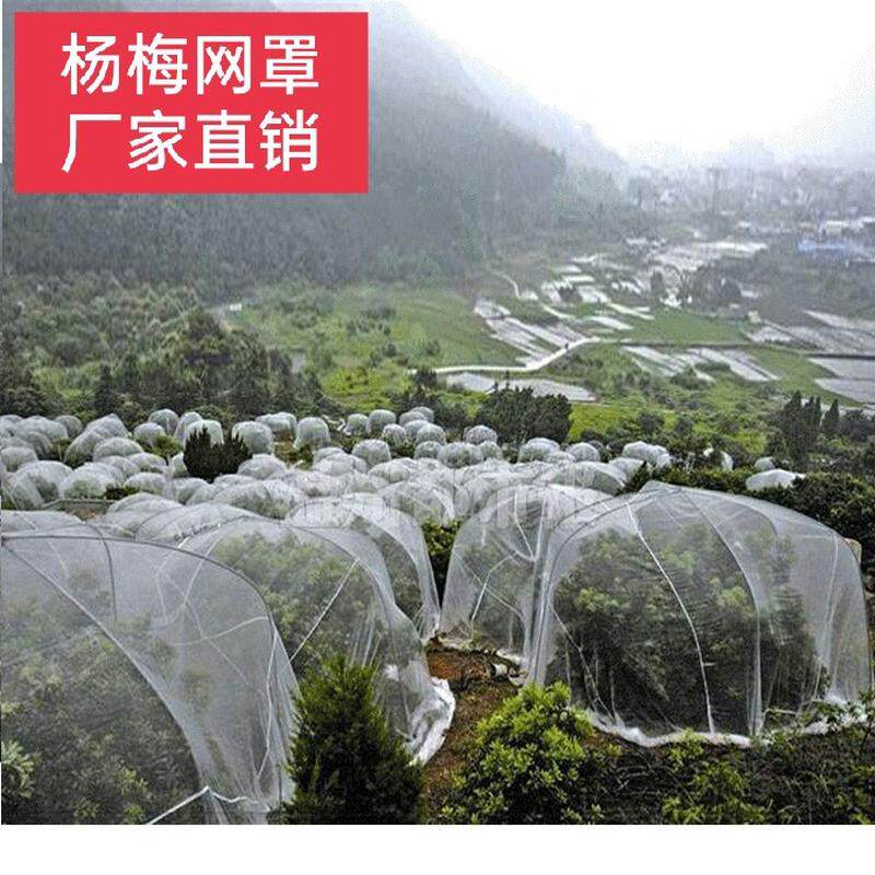 厂家供应防虫式杨梅罩果树防虫网罩柑桔防虫网蚊帐网罩防虫罩