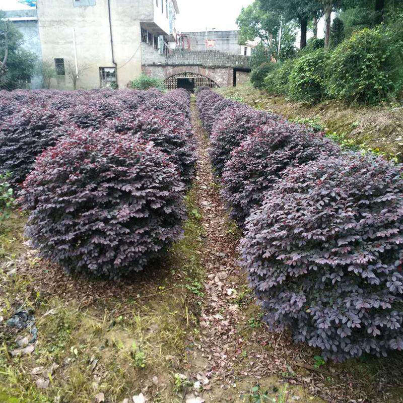 茶花球园林绿化庭院红色花卉茶花球工 程景观植物苗圃灌木茶花树