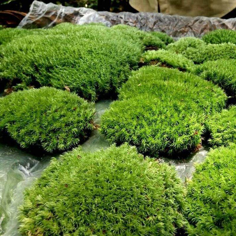 微景观苔藓青苔草皮小白发苔藓风干大灰藓1挖活苔藓自平方米批发