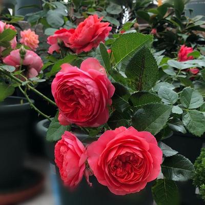 月季特大植物盆栽浓香果汁阳台庭院花卉花蔷薇四季玫瑰花期带花苞