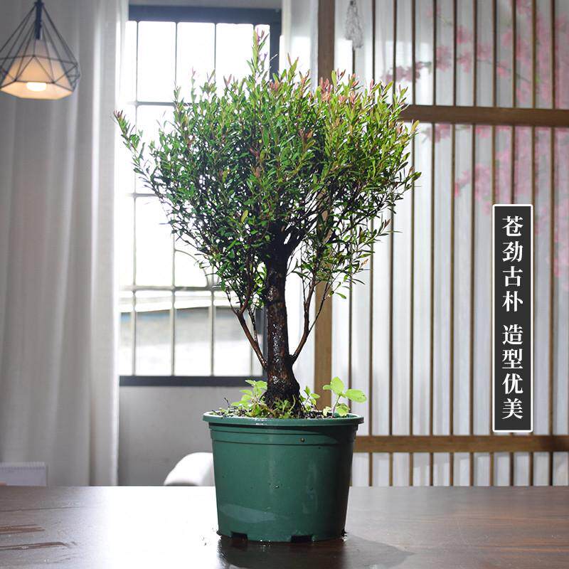 老桩赤楠造型盆景植物客厅小叶赤楠木树苗绿植好养活紫檀大型盆景