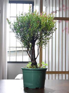 老桩赤楠造型盆景植物客厅小叶赤楠木树苗绿植好养活紫檀大型盆景