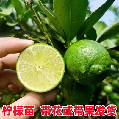 香水柠檬树苗盆栽带花带果客厅大型绿植广东台湾柠檬大苗果树果苗