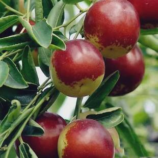 葫芦枣金丝枣小枣树活苗枣树大树冰糖甜枣苗圆冬枣子树苗果树果苗