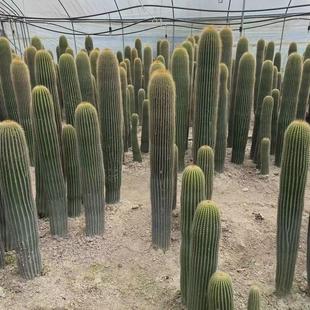 大凤龙仙人柱沙生植物景观造景仙人球