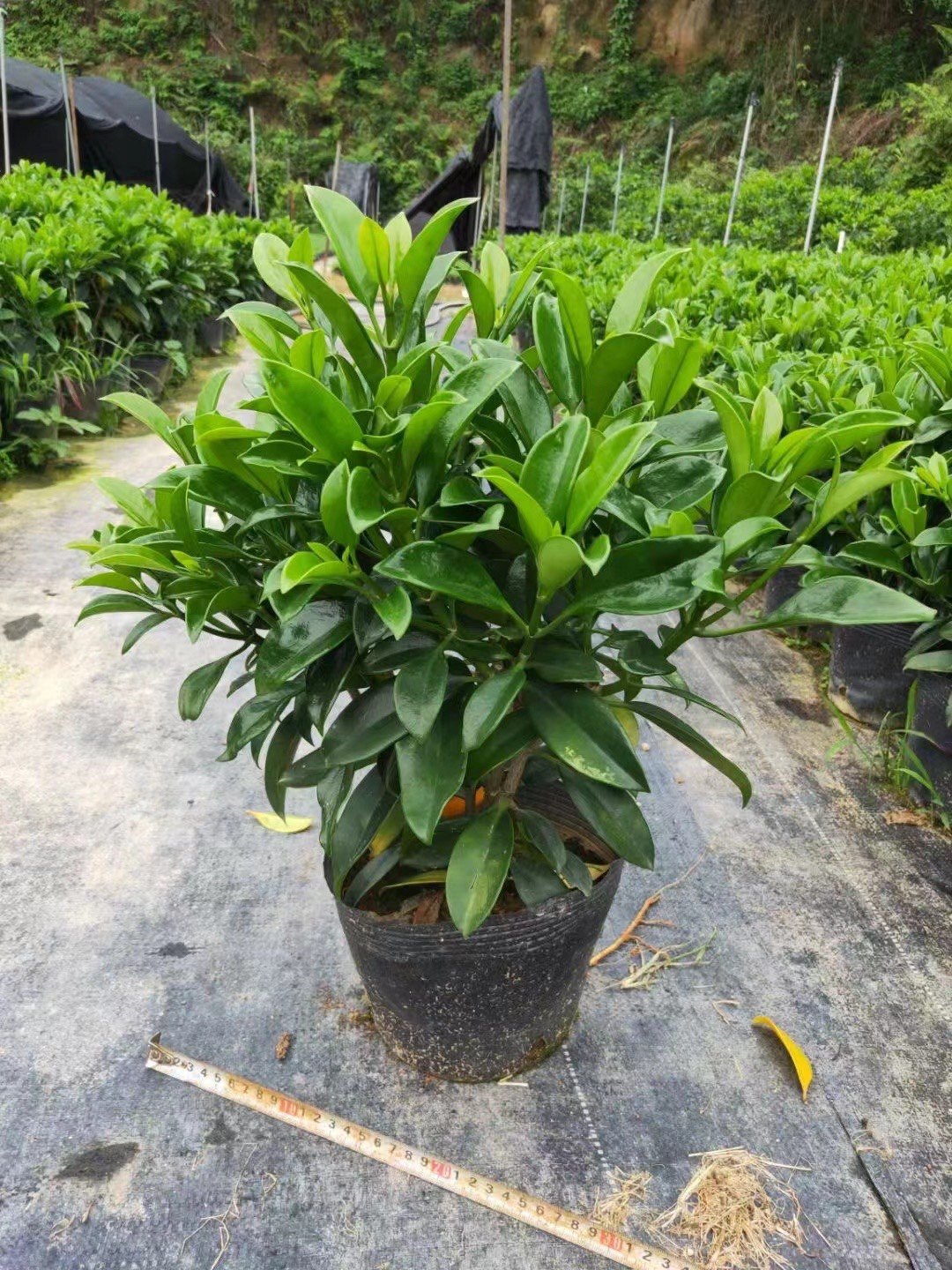 非洲茉莉仙人掌养四好季福建长青新鲜绿植大客厅甲醛桌面发财树