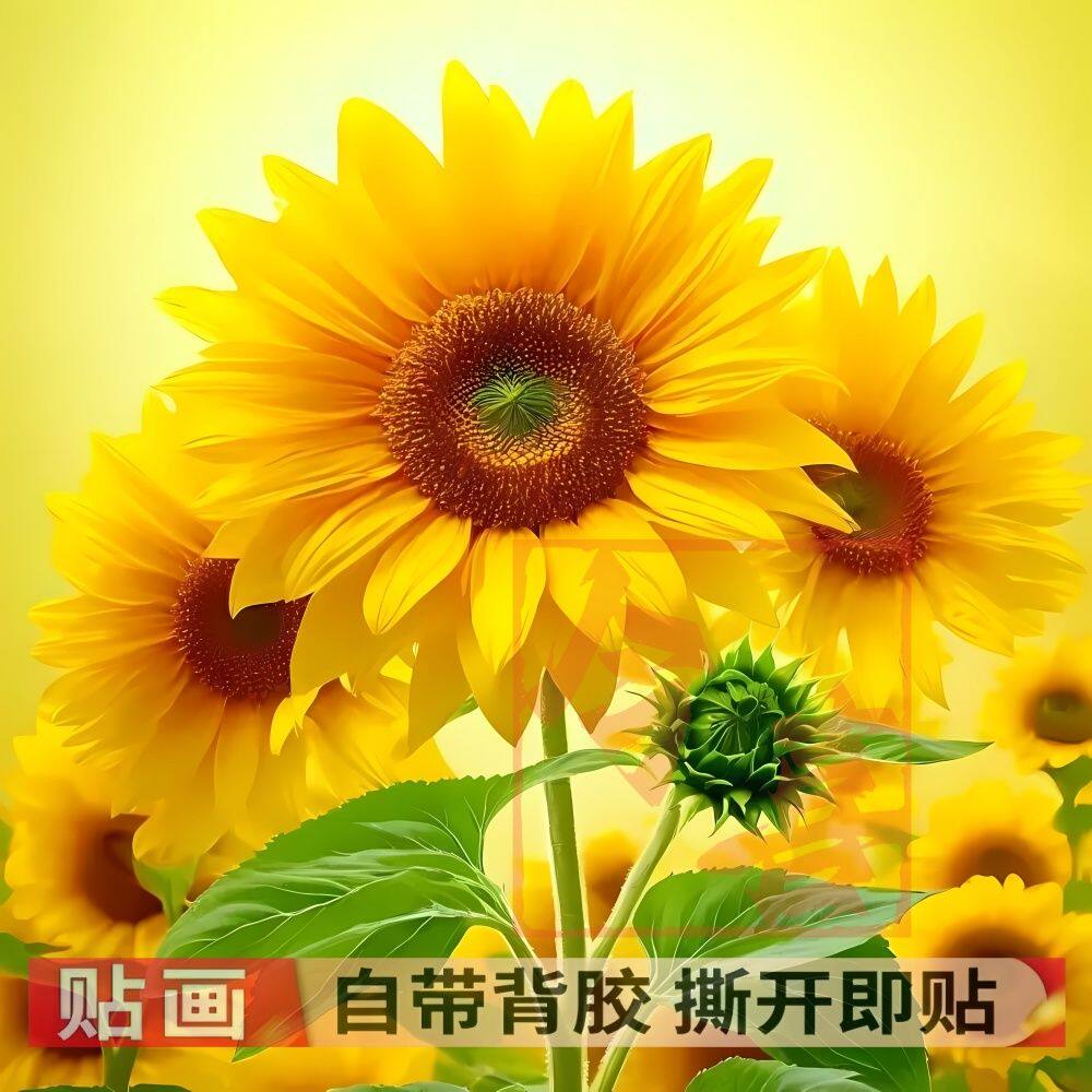 盛开的向日葵如同太阳的