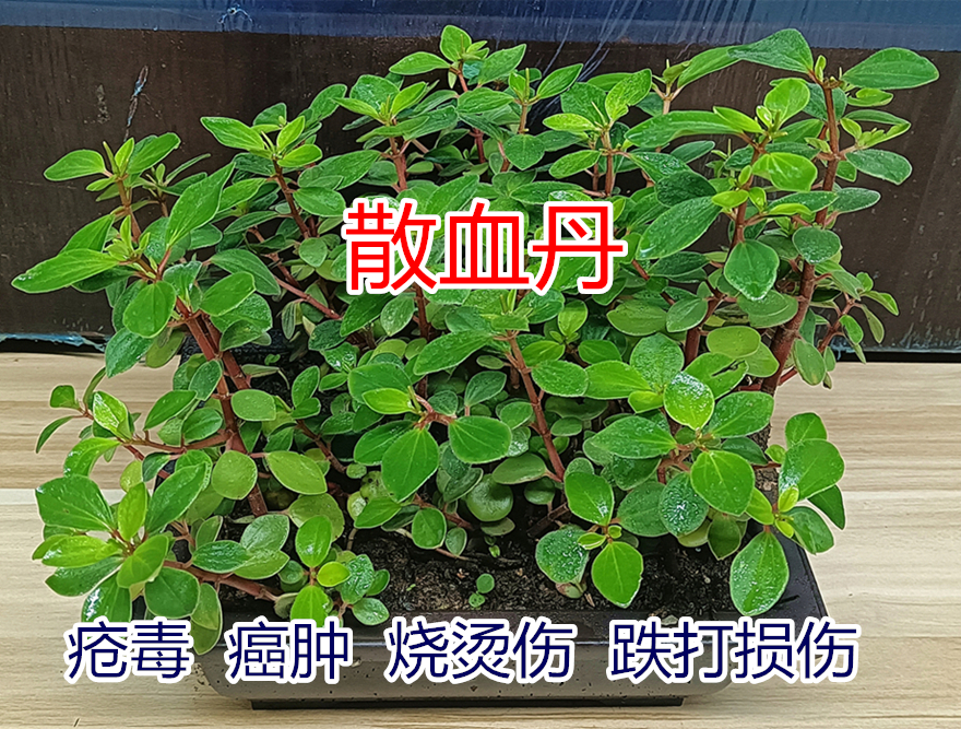 新奇阳台庭院净化空气药用植物