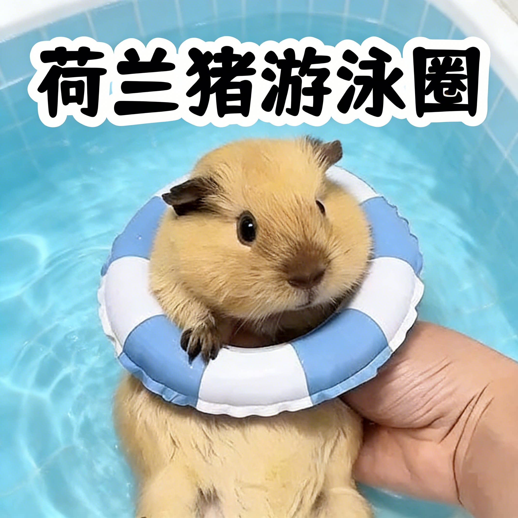 荷兰猪游泳圈洗澡戏水专用装扮可爱造型装饰玩具宠物生活用品神器