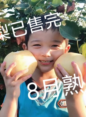 【顺丰秒发】南阳正宗博望坡黄金梨梨原生态新鲜孕妇水果产地现摘