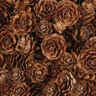 超大号松果油松圣诞装饰道具幼儿园手工diy摆件材料松塔树枝木片