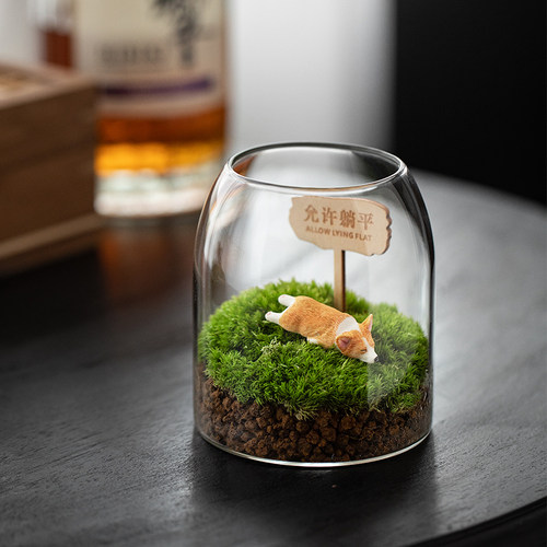 允许躺平苔藓微景观趣味养植物