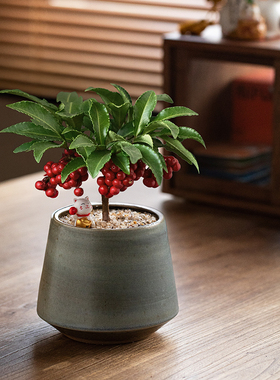 富贵籽盆栽带果黄金万两盆栽室内客厅金玉满堂喜庆年宵花植物送礼