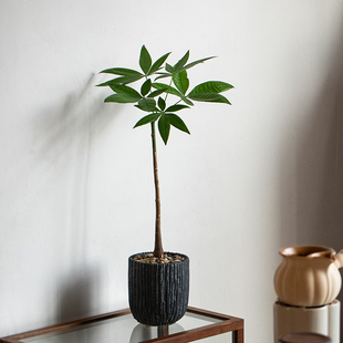 静艺花舍 高杆发财树盆栽窗台室内桌面绿植招财纳福年宵花好养活