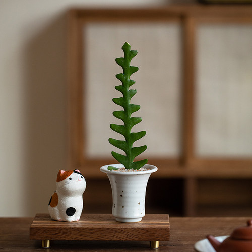 鱼骨令箭仙人掌可爱的桌面小盆