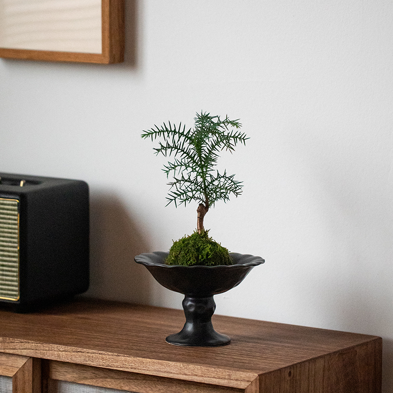 苔藓球室内净化空气好养