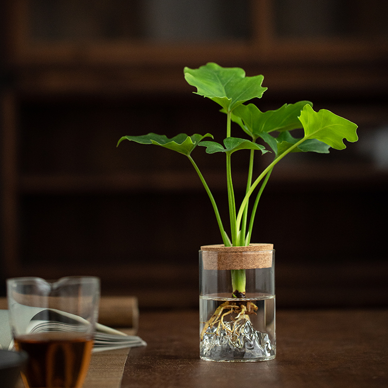 水培植物春羽铁树吉利红客厅茶几办公桌趣味花卉四季常青净化空气