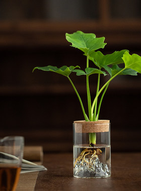 水培植物春羽铁树吉利客厅