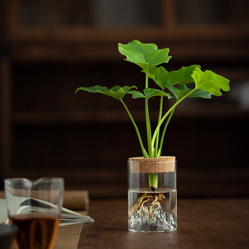 水培植物春羽铁树吉利客厅