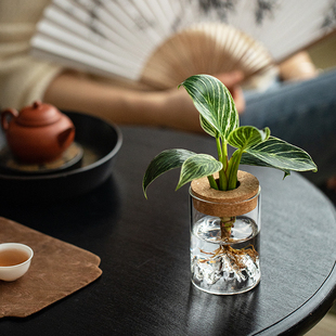 水培植物虎皮兰南洋杉万年红办公室客厅茶几花卉盆栽净化空气绿植