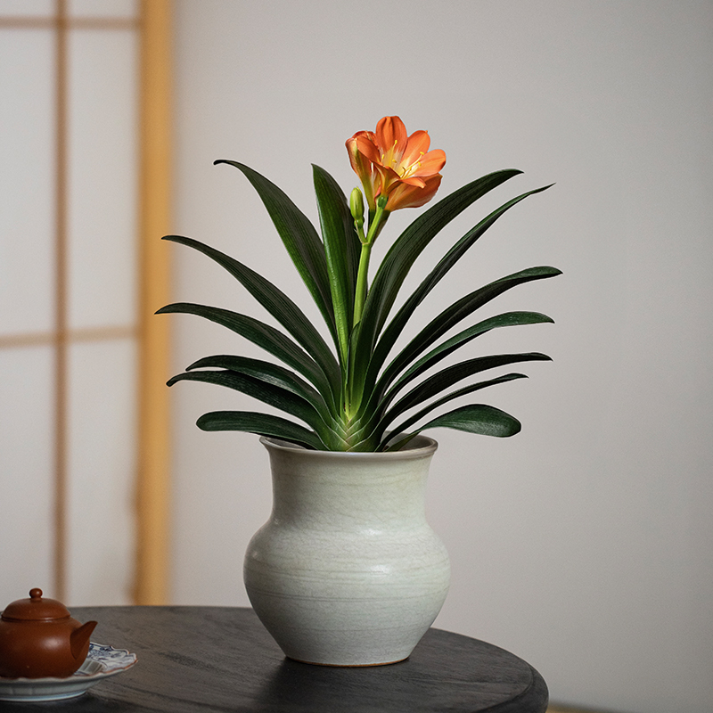 带果客厅冬季迷你耐寒办公室绿植