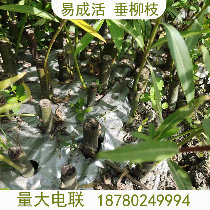速生扦插垂柳树苗带土带叶带根易成活柳树苗垂柳苗垂柳扦插段柳树