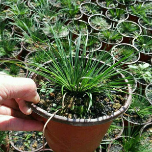江西老种虎须菖蒲 金钱菖蒲龙根菖蒲 办公室微型盆栽花卉茶几绿植