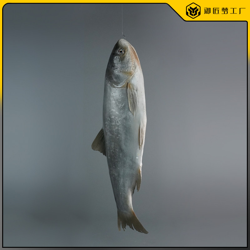 高仿真白鲢鱼花鲢鱼模型假海鲜