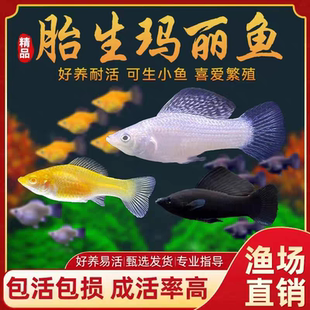 胎生鱼玛丽鱼小型鱼活体观赏鱼新手鱼小型淡水好养耐活易繁殖淡水