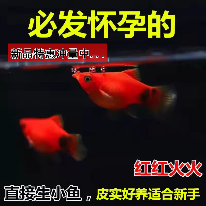 米奇鱼 月光鱼 胎生鱼 小型鱼 观赏鱼 新手推荐 淡水鱼 好养易活