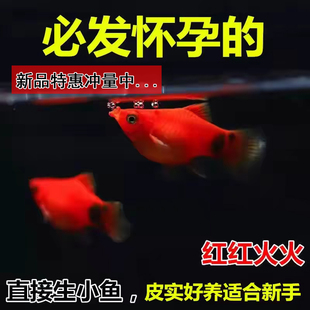米奇鱼 月光鱼 胎生鱼 小型鱼 观赏鱼 新手推荐 淡水鱼 好养易活