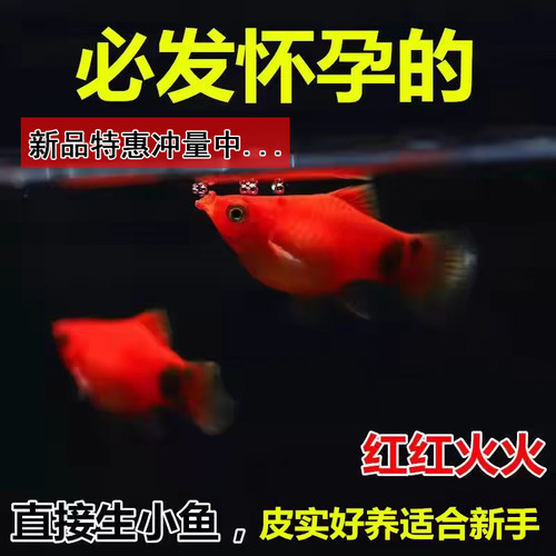 小型鱼胎生鱼米奇鱼好养易活