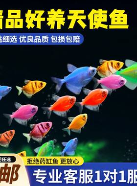 精品好养天使鱼苗淡水观赏鱼