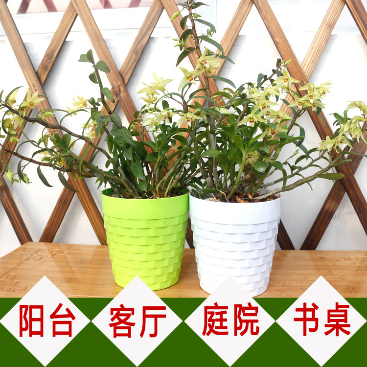 三年生可以药用食用雁荡山新杆鲜条铁皮石斛苗兰盆栽盆景非霍山