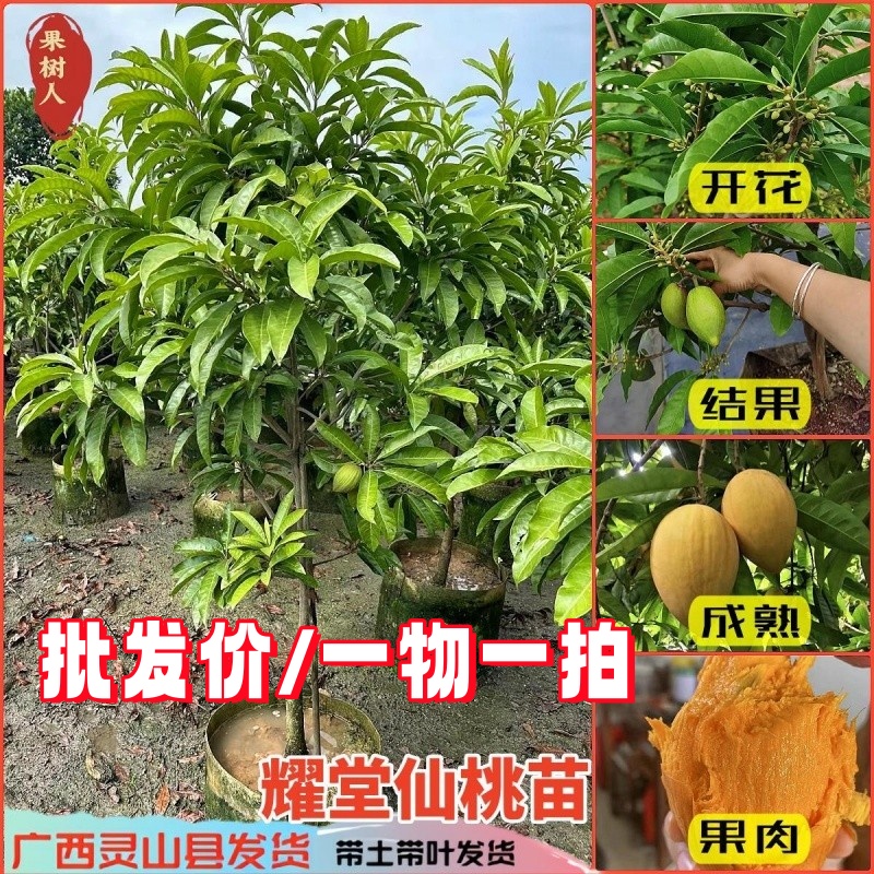 耀堂仙桃嫁接苗南方种植四季结果