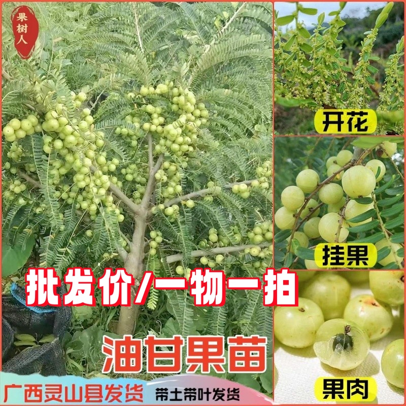 正品嫁接甜油甘果苗庭院四季种植