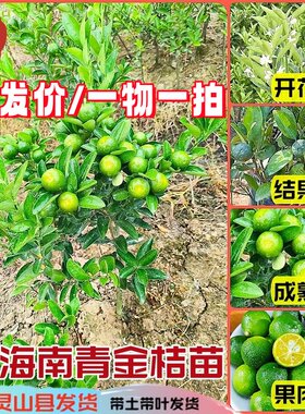 海南小金桔苗阳台庭院种四季结果