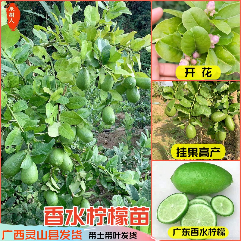 香水柠檬苗南北方四季结果奶茶用