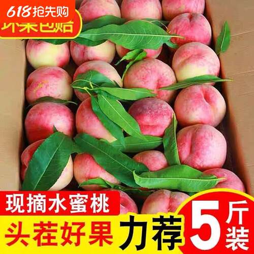 新鲜露天水蜜桃5斤毛桃子当季现摘水果脆甜春雪蜜桃大果孕妇整箱