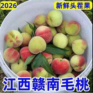 新鲜毛桃江西赣南脆甜桃农家自种现摘新鲜毛桃脆甜桃非鹰嘴桃