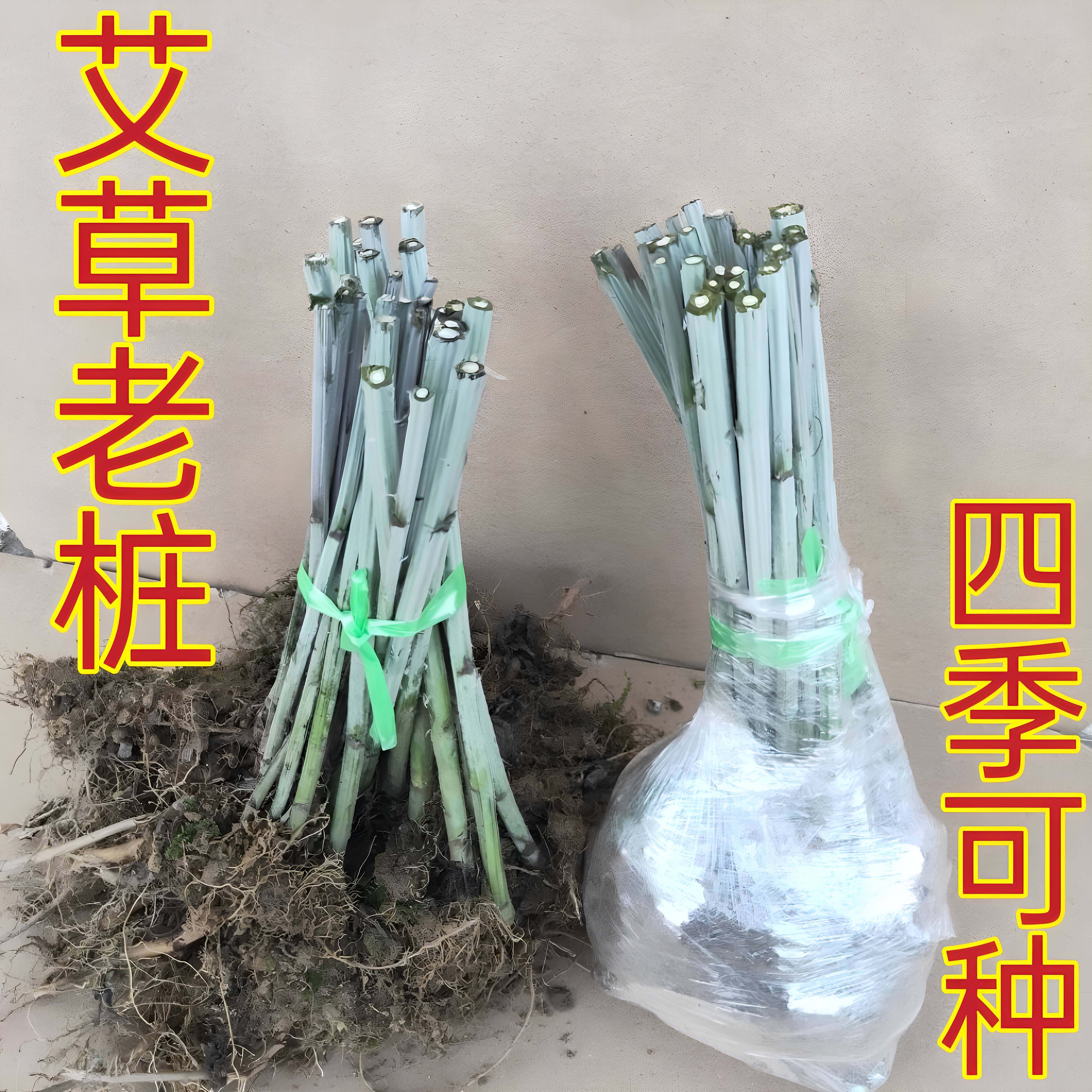 蕲春蕲艾苗药用艾草老桩艾草根四季种植屋前屋后庭院可种大叶艾草