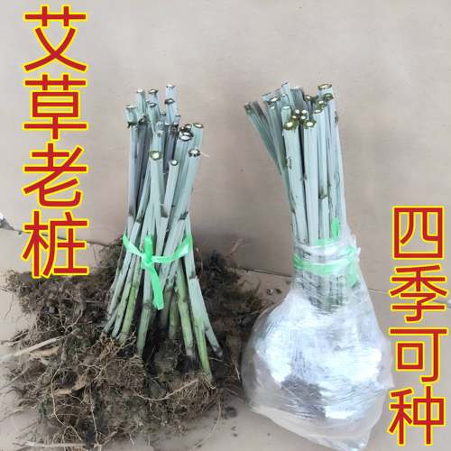 蕲春蕲艾苗药用艾草老桩艾草根四季种植屋前屋后庭院可种大叶艾草