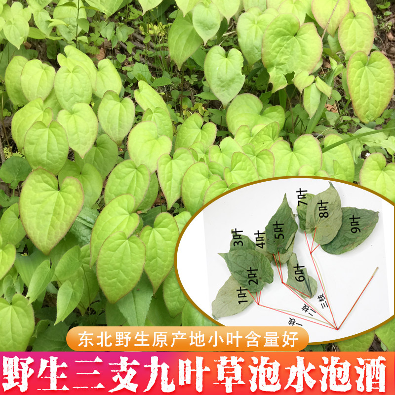 正宗野生淫羊藿小叶长白山三枝九叶草中药材仙灵脾男士滋补羊合叶