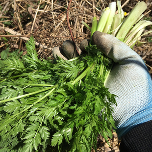 东北山野菜山胡萝卜蒿缨秧 小叶芹做馅儿新鲜野菜打汤蘸酱3份包邮