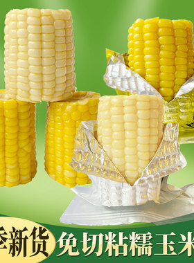 新货吉林通化真空糯玉米段铝箔包装免切早餐低脂主食粗粮鲜食苞米