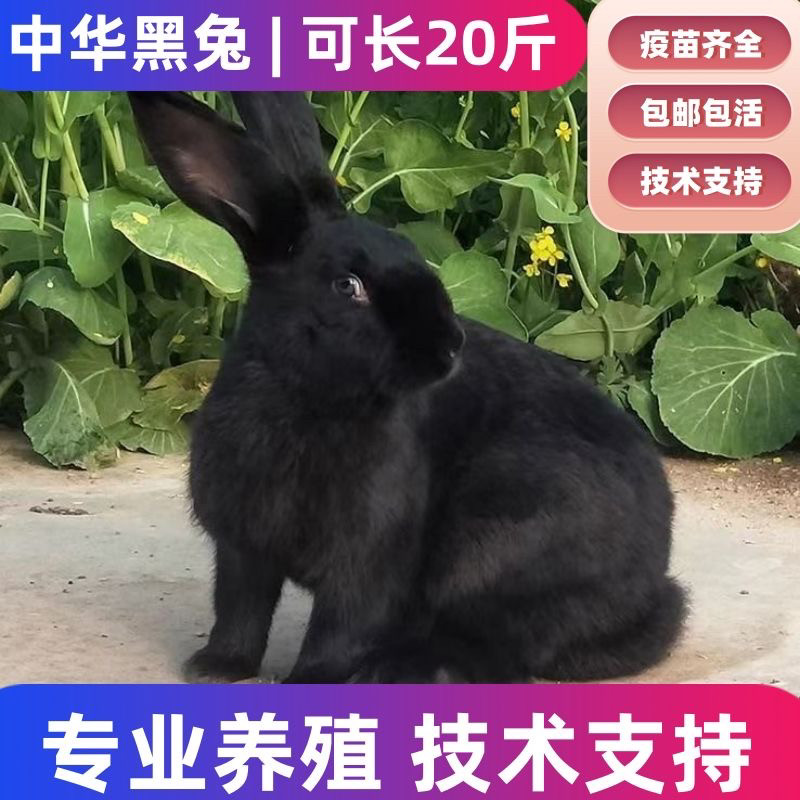 纯种黑兔中华黑肉兔活体宠物兔活物黑兔活体宠物兔活物宠物兔活体