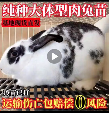 德国花巨兔子活物公母繁殖大型巨型肉兔种兔家养肉兔月月兔幼崽