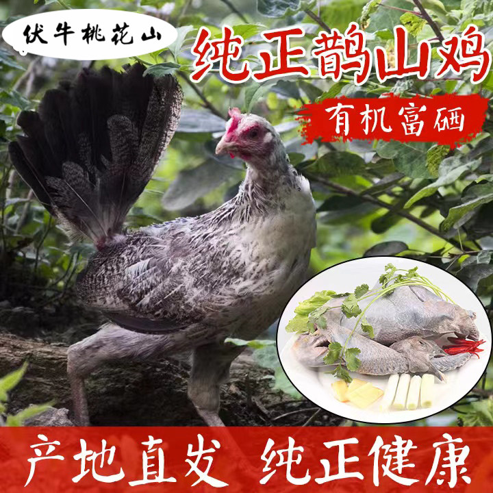 散养农家鹊山鸡富硒鲜活鸡现杀现发走地鸡生鲜整鸡老母鸡大公鸡