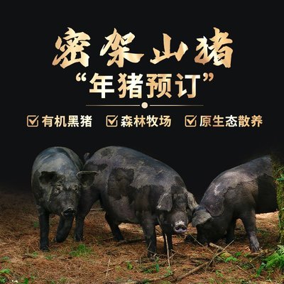 密架山猪散养有机黑猪